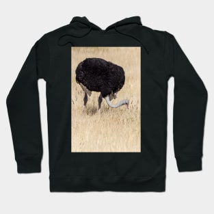 Ostrich. Hoodie